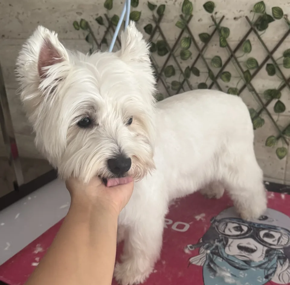 Fehér west highland white terrier elkészült fazonnal