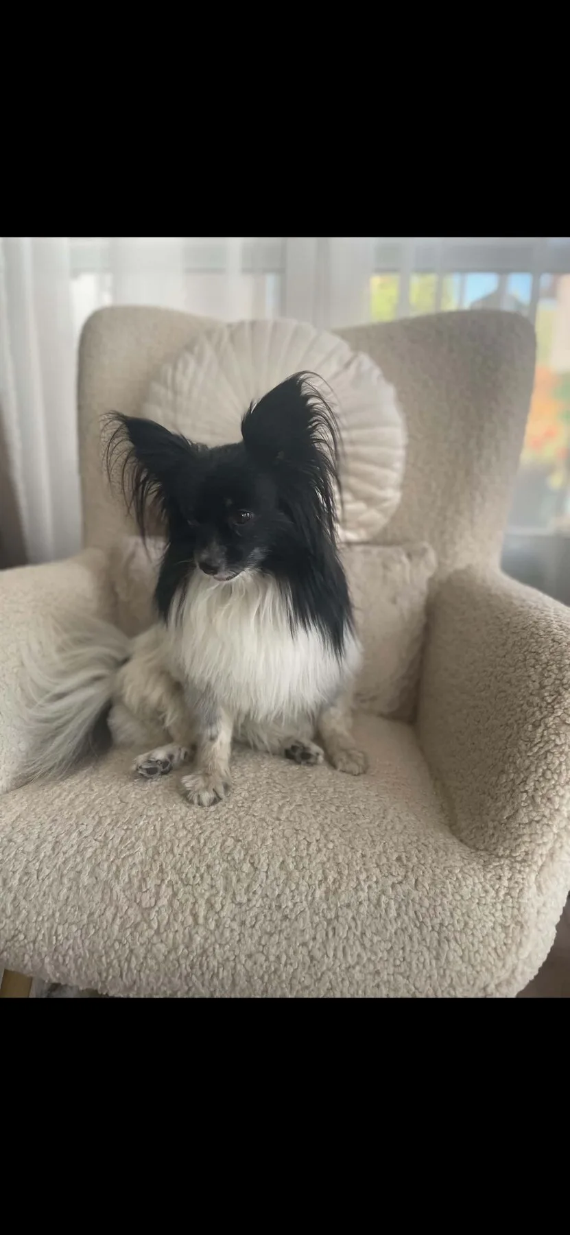 Frissen nyírt fehér maltipoo a Sztyui Kutyakozmetika asztalán