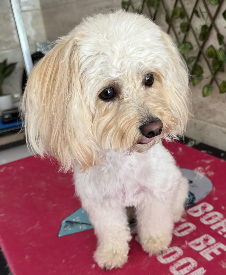 Frissen nyírt fehér maltipoo a Sztyui Kutyakozmetika asztalán