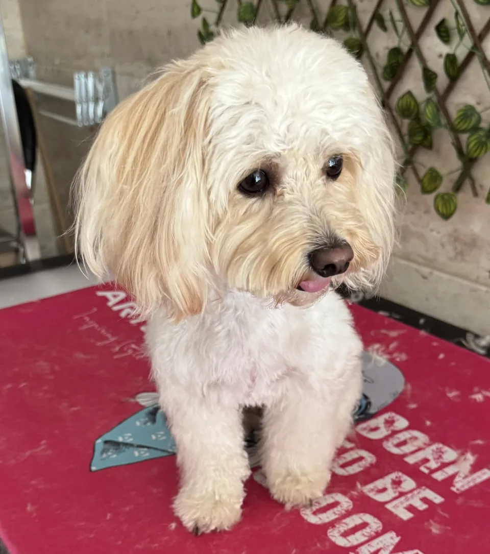 Frissen nyírt fehér maltipoo a Sztyui Kutyakozmetika asztalán