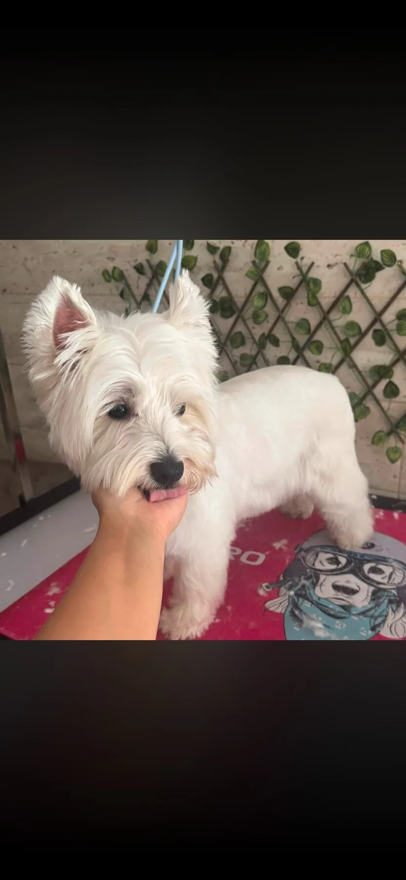 Fehér west highland white terrier elkészült fazonnal