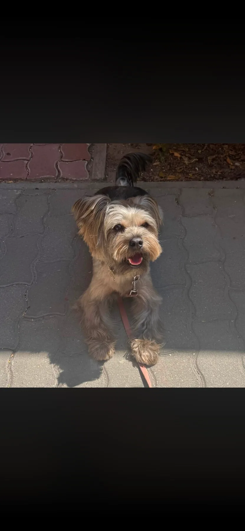 Yorkshire terrier keverék kutya rövid fazonnal a kozmetika után
